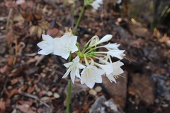 Proiphys amboinensis