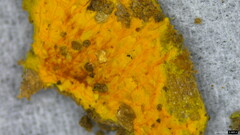 Fibroporia radiculosa