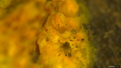 Fibroporia radiculosa