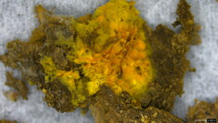 Fibroporia radiculosa