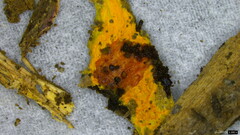 Fibroporia radiculosa