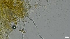 Fibroporia radiculosa