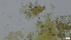 Fibroporia radiculosa