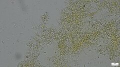 Fibroporia radiculosa