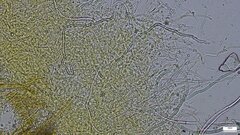 Fibroporia radiculosa