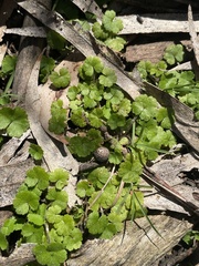 Hydrocotyle hirta