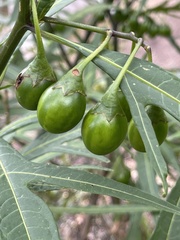 Solanum laciniatum