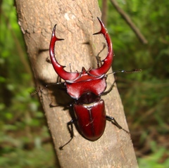 Lucanus elaphus