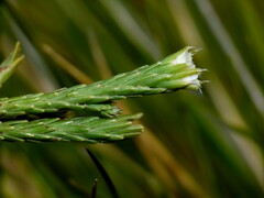 Kelleria multiflora