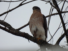 Accipiter cooperii