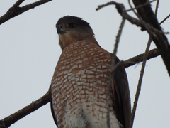 Accipiter cooperii