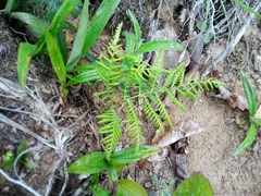 Athyrium spinulosum