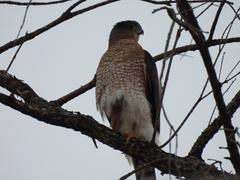 Accipiter cooperii