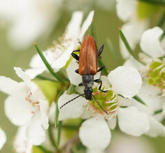 Lepturidea deplanchei