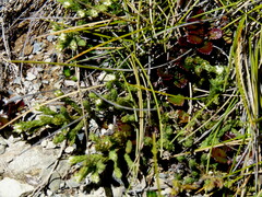 Kelleria multiflora
