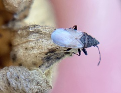 Oxycarenus hyalinipennis