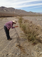 Eriogonum hoffmannii robustius