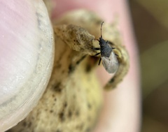 Oxycarenus hyalinipennis