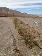 Eriogonum hoffmannii robustius
