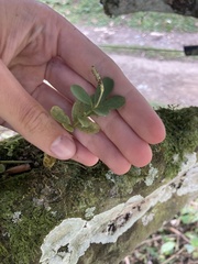 Peperomia tetraphylla