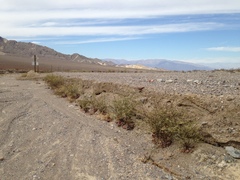 Eriogonum hoffmannii robustius