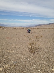Eriogonum hoffmannii robustius