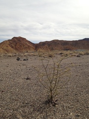 Eriogonum hoffmannii robustius