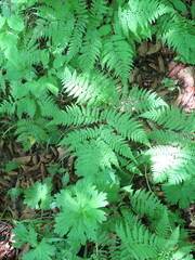 Athyrium spinulosum