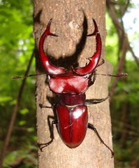 Lucanus elaphus