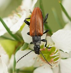 Lepturidea deplanchei