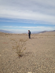 Eriogonum hoffmannii robustius