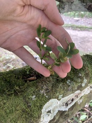Peperomia tetraphylla