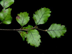 Nothofagus fusca
