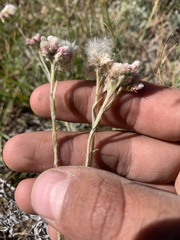 Antennaria