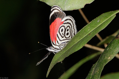Diaethria clymena