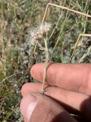 Antennaria
