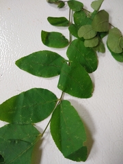Zanthoxylum ailanthoides