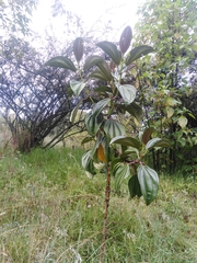 Meriania nobilis
