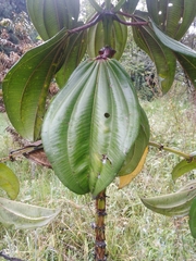 Meriania nobilis