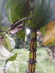 Meriania nobilis