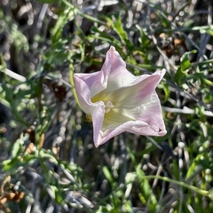 Calystegia macrostegia