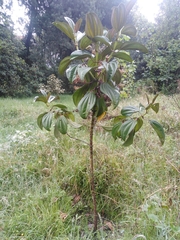 Meriania nobilis