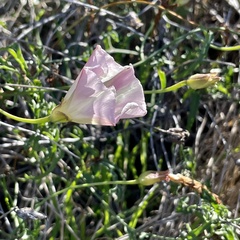 Calystegia macrostegia