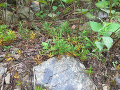Pseudostellaria rigida