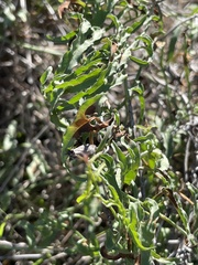 Calystegia macrostegia