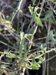 Calystegia macrostegia