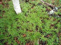 Pseudostellaria rigida