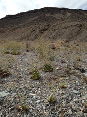 Eriogonum hoffmannii robustius