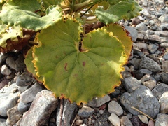 Eriogonum hoffmannii robustius