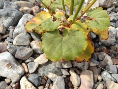 Eriogonum hoffmannii robustius